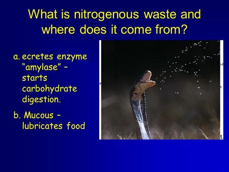 What is nitrogenous waste and where does it come from? a.ecretes enzyme “amylase” – starts carbohydrate digestion. b. Mucous – lubricates food.