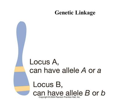 Genetic Linkage. Two pops may have the same allele frequencies but different chromosome frequencies.