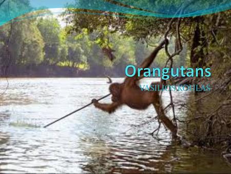 VASILIOS KOULAS Introduction Imagine if you were an Orangutans you would sleep and eat and make nests. Now stop sleeping come on lets learn about the.