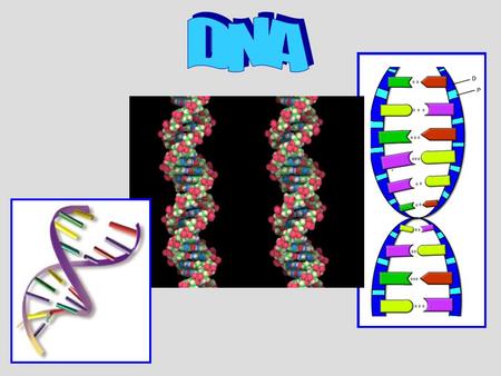 You can tell people apart by their fingerprints because everyone’s are a little bit different… DNA is like a fingerprint because everyone’s is a little.