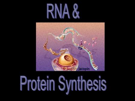 RNA & Protein Synthesis.