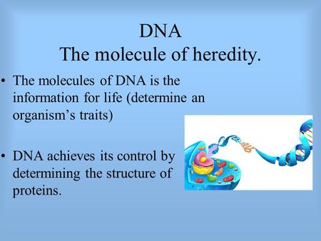 DNA The molecule of heredity. The molecules of DNA is the information for life (determine an organism’s traits) DNA achieves its control by determining.