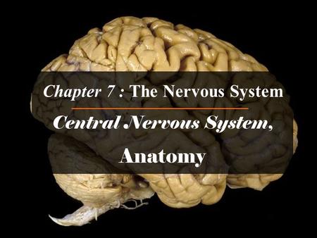 Chapter 7 : The Nervous System Central Nervous System, Anatomy.