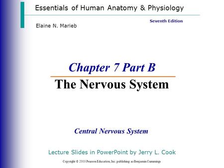 Chapter 7 Part B The Nervous System