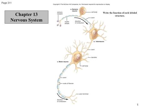 Page 311 1 Write the function of each labeled structure. Chapter 13 Nervous System.