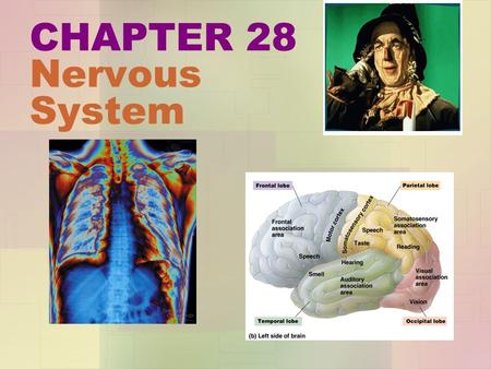 CHAPTER 28 Nervous System 28.1 Nervous systems receive sensory input, interpret it, and send out appropriate commands The nervous system has three interconnected.