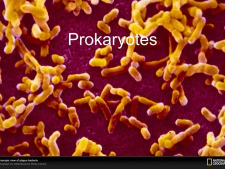 Prokaryotes. Prokaryotes – aka Bacteria –Prokaryotes are found wherever there is life, have a collective biomass that is at least ten times that of all.