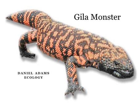 Gila Monster Daniel Adams Ecology.