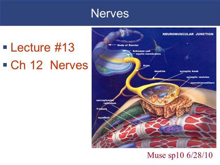 Nerves Lecture #13 Ch 12 Nerves Muse sp10 6/28/10.
