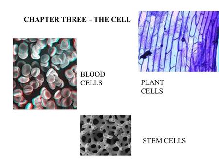 CHAPTER THREE – THE CELL STEM CELLS BLOOD CELLS PLANT CELLS.