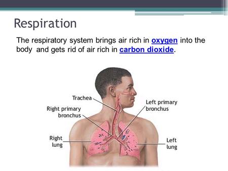 Respiration The respiratory system brings air rich in oxygen into the body and gets rid of air rich in carbon dioxide.