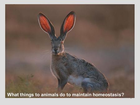 1 What things to animals do to maintain homeostasis?