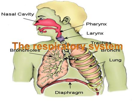 Major structures Nose -------- nas/o Sinuses ------ sinus/o Epiglottis ------ epiglott/o Pharynx -------- pharyng/o Larynx --------- blaring /o Trachea.