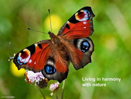 Living in harmony with nature