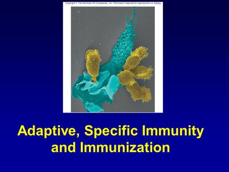 1 Adaptive, Specific Immunity and Immunization. 2 Specific Immunity – Adaptive Line of Defense The production of specific antibodies by a dual system.