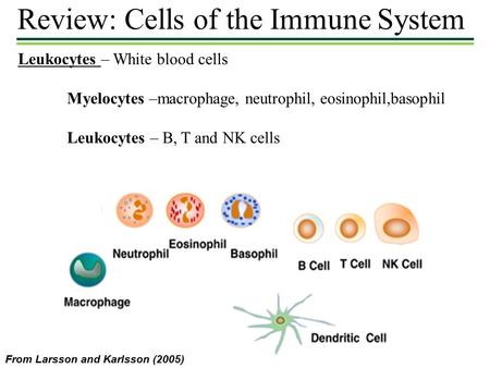 Review: Cells of the Immune System Leukocytes – White blood cells Myelocytes –macrophage, neutrophil, eosinophil,basophil Leukocytes – B, T and NK cells.