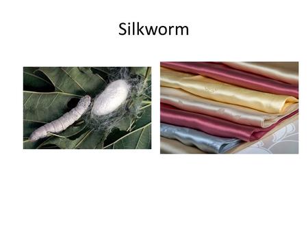 Silkworm. Polyethene synthesis from the addition rx of ethene.