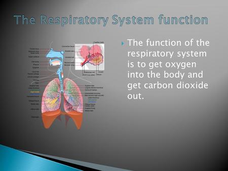  The function of the respiratory system is to get oxygen into the body and get carbon dioxide out.