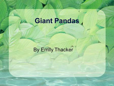 Giant Pandas By Emily Thacker. Common name of animal. The common name of this animal is panda.