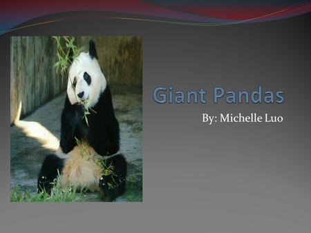 By: Michelle Luo. Basic facts This animal is a mammal. The size of this animal is 90-140kg. One or two cubs are born at a time. Giant pandas live in Asia.