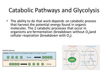 Catabolic Pathways and Glycolysis The ability to do that work depends on catabolic process that harvest the potential energy found in organic molecules.