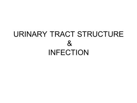 URINARY TRACT STRUCTURE & INFECTION. Innervation of the Urinary Tract Sympathetic fibers from the lower splanchnic nerves – lumbar ganglion – kidney.