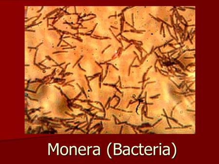 Monera (Bacteria). extremely important extremely important –rapid growth –Reproduction –mutation rates –exist under adverse conditions.