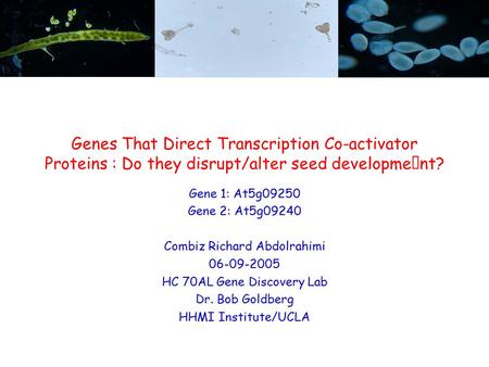 Genes That Direct Transcription Co-activator Proteins : Do they disrupt/alter seed development? Gene 1: At5g09250 Gene 2: At5g09240 Combiz Richard Abdolrahimi.