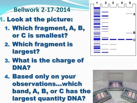 Bellwork 2-17-2014 1. Look at the picture: 1. Which fragment, A, B, or C is smallest? 2. Which fragment is largest? 3. What is the charge of DNA? 4. Based.