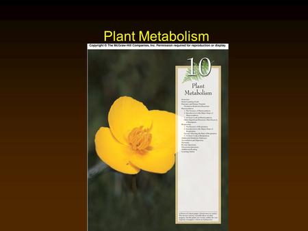 Plant Metabolism.