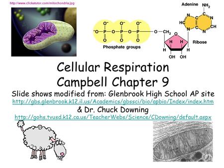 Http://www.clickatutor.com/mitochondria.jpg Cellular Respiration Campbell Chapter 9 Slide shows modified from: Glenbrook High School AP site http://gbs.glenbrook.k12.il.us/Academics/gbssci/bio/apbio/Index/index.htm.