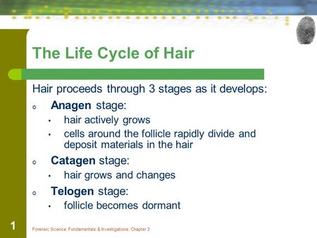 The Life Cycle of Hair Hair proceeds through 3 stages as it develops: