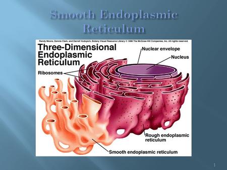 1.  It is a specific type of endoplasmic reticulum, which surrounds the nucleus.  SER is found in both animal cells and plant cells.  Unlike RER, it.