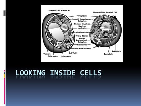 LOOKING Inside CellS.