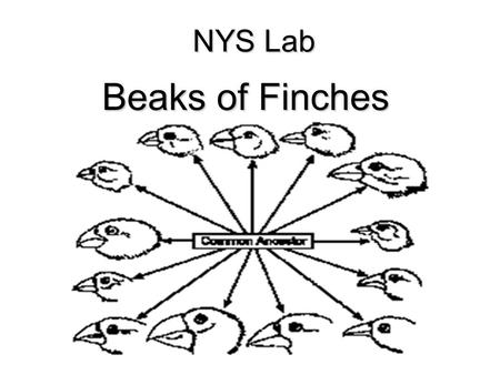 SACCONE POWERPOINT NYS Lab Beaks of Finches SACCONE POWERPOINT.