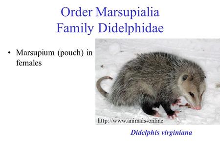 Order Marsupialia Family Didelphidae
