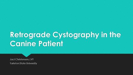 Retrograde Cystography in the Canine Patient Jaci Christensen, LVT Tarleton State University Jaci Christensen, LVT Tarleton State University.