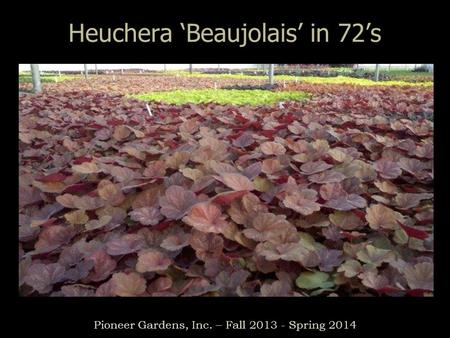 Heuchera ‘Beaujolais’ in 72’s Pioneer Gardens, Inc. – Fall 2013 - Spring 2014.