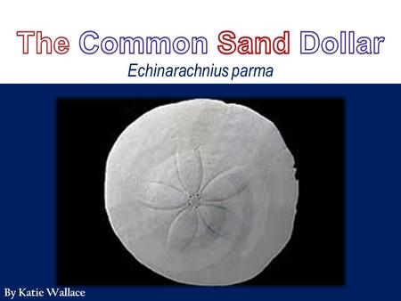The Common Sand Dollar Echinarachnius parma By Katie Wallace.