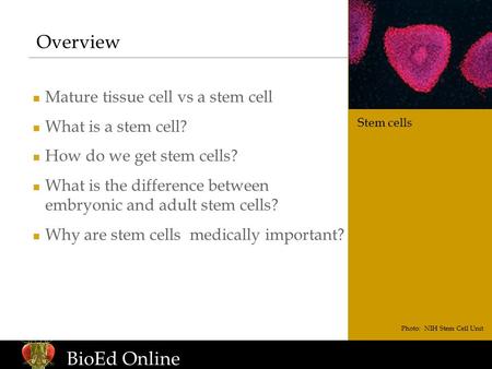 Www.BioEdOnline.org BioEd Online Overview Mature tissue cell vs a stem cell What is a stem cell? How do we get stem cells? What is the difference between.