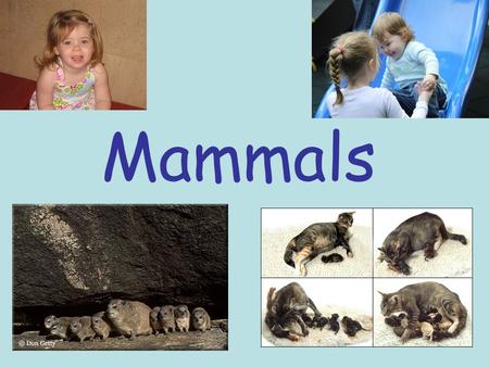 Mammals 1.