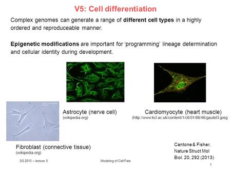 V5: Cell differentiation Cantone & Fisher, Nature Struct Mol Biol. 20, 292 (2013) Complex genomes can generate a range of different cell types in a highly.