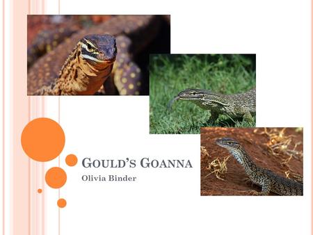 G OULD ’ S G OANNA Olivia Binder. G OULD ’ S G OANNA - INTRODUCTION Class Reptilia – Reptiles Order Squamata – Lizards Family Varanidae – Monitor Lizards.