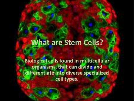 What are Stem Cells? Biological cells found in multicellular organisms, that can divide and differentiate into diverse specialized cell types.