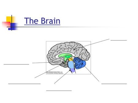 The Brain The Brain _______ ___________ ______________ ___________.
