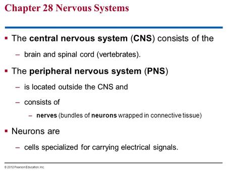 Chapter 28 Nervous Systems