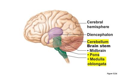 Cerebral hemisphere Diencephalon Cerebellum Brain stem • Midbrain