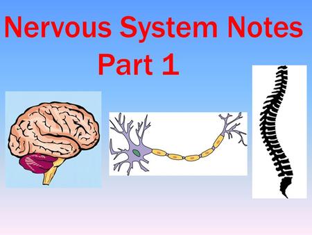 Nervous System Notes Part 1. Nerve impulses to and from the brain travel as fast as 170 miles per hour. INTERESTING NERVOUS SYSTEM FACTS The brain operates.