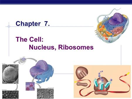 AP Biology 2005-2006 Chapter 7. The Cell: Nucleus, Ribosomes.