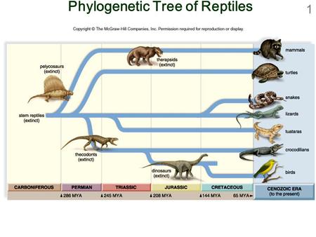 Phylogenetic Tree of Reptiles